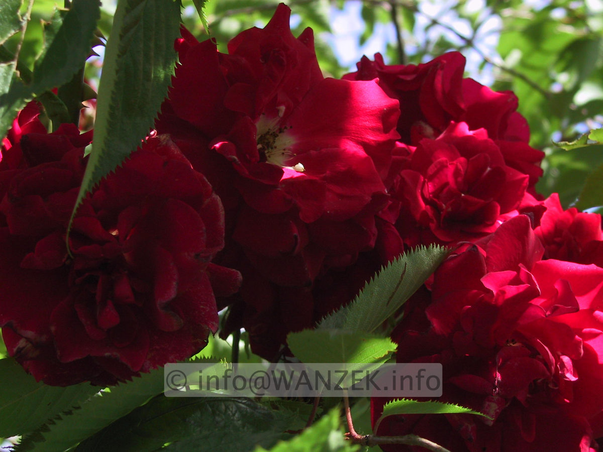 Kletterrose Santana2.JPG